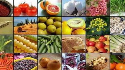 عقبگرد تجارت محصولات کشاورزی و صنایع غذایی در فروردین 98